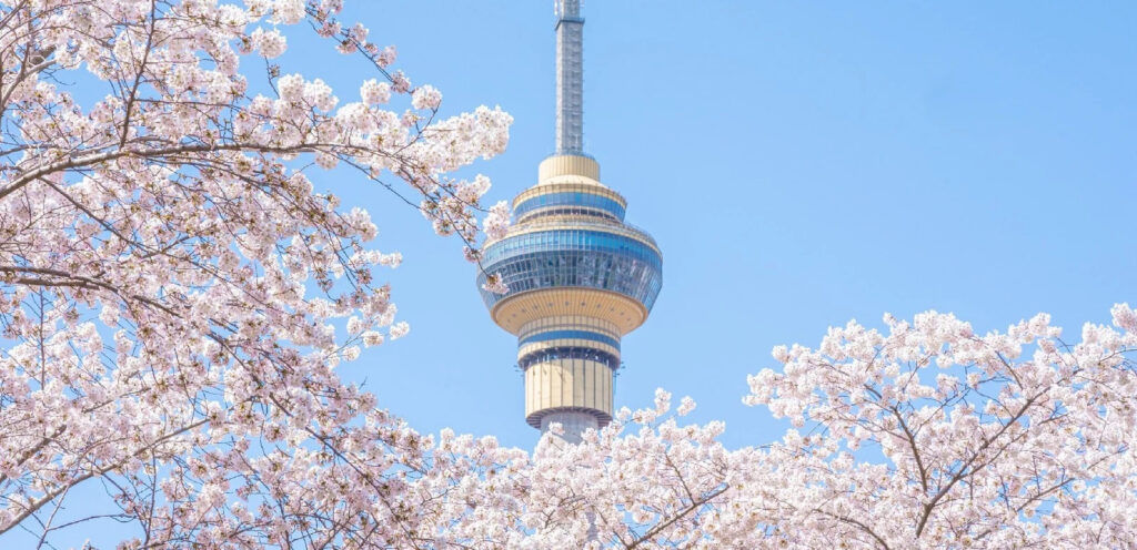 mua hoa dao thuong hai