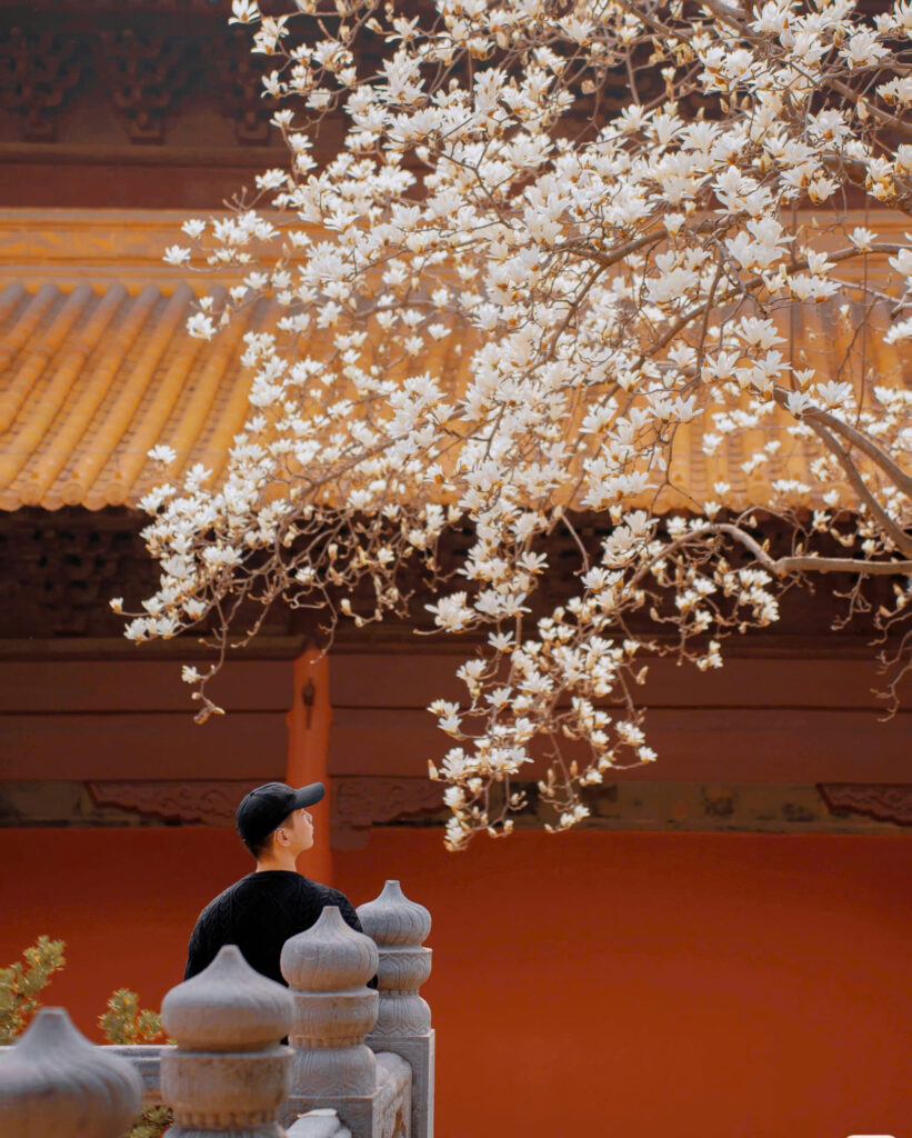 Mùa hoa đào Bắc Kinh 2026