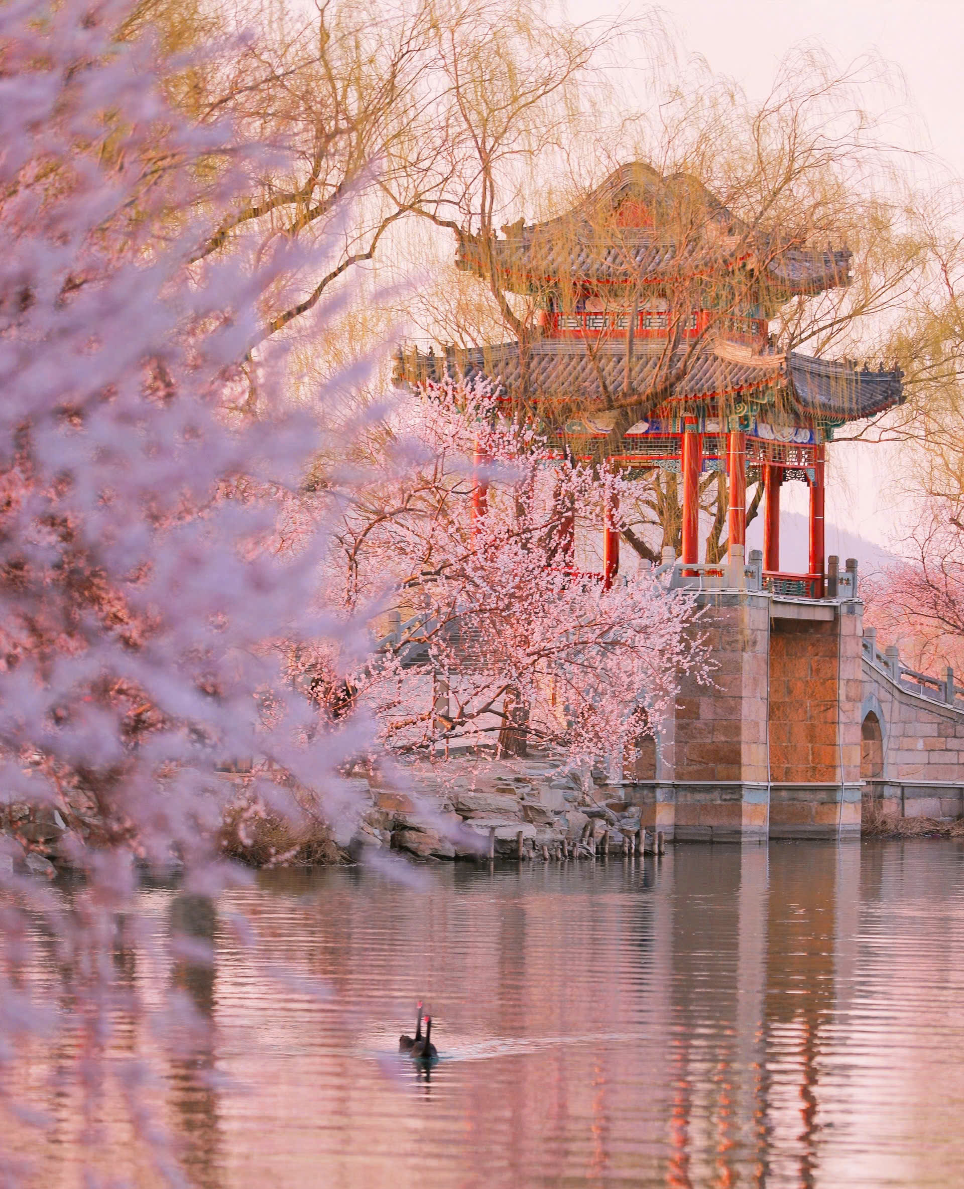 10 địa điểm ngắm hoa đào Trung Quốc đẹp nhất 2026