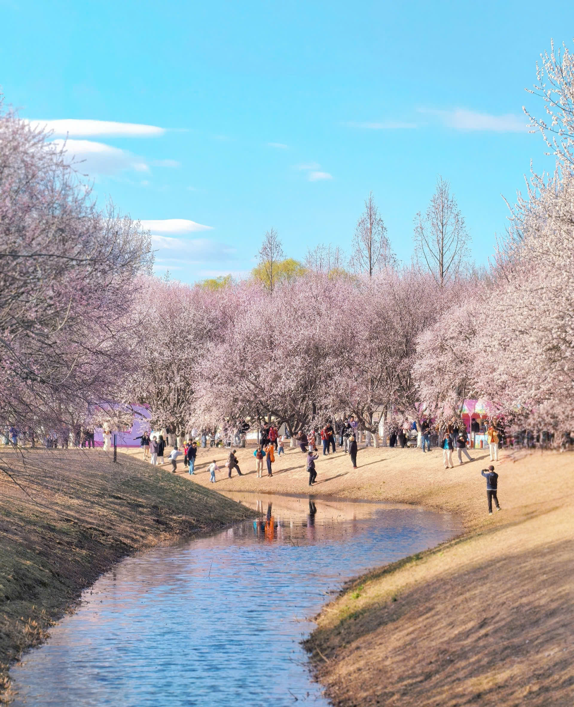 Bắc Kinh Mùa Hoa đào